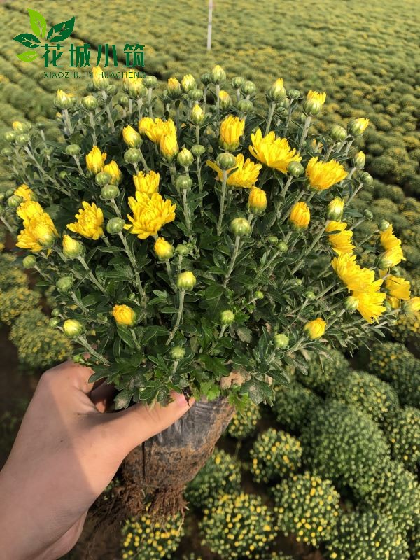 國慶菊